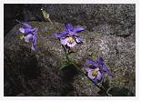 Aquilega bernardii * Ancolie de Bernard - Corsica - July 1993 * 5489 x 3893 * (5.57MB)